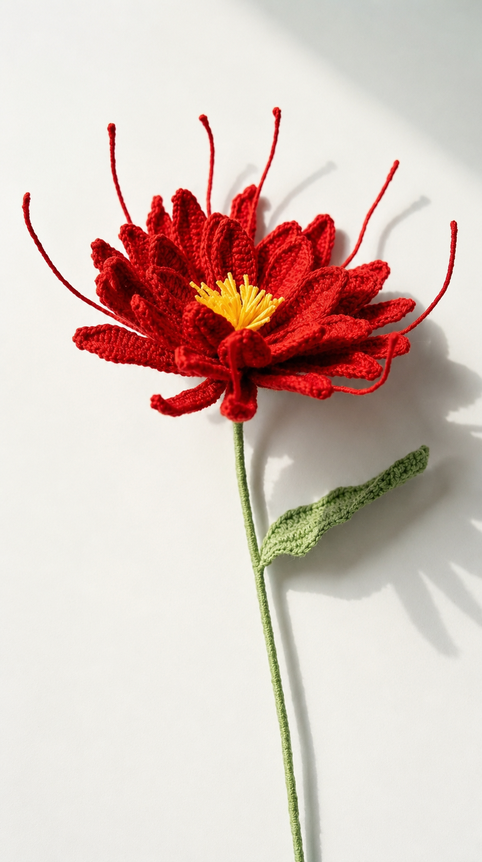 Large Epiphyllum