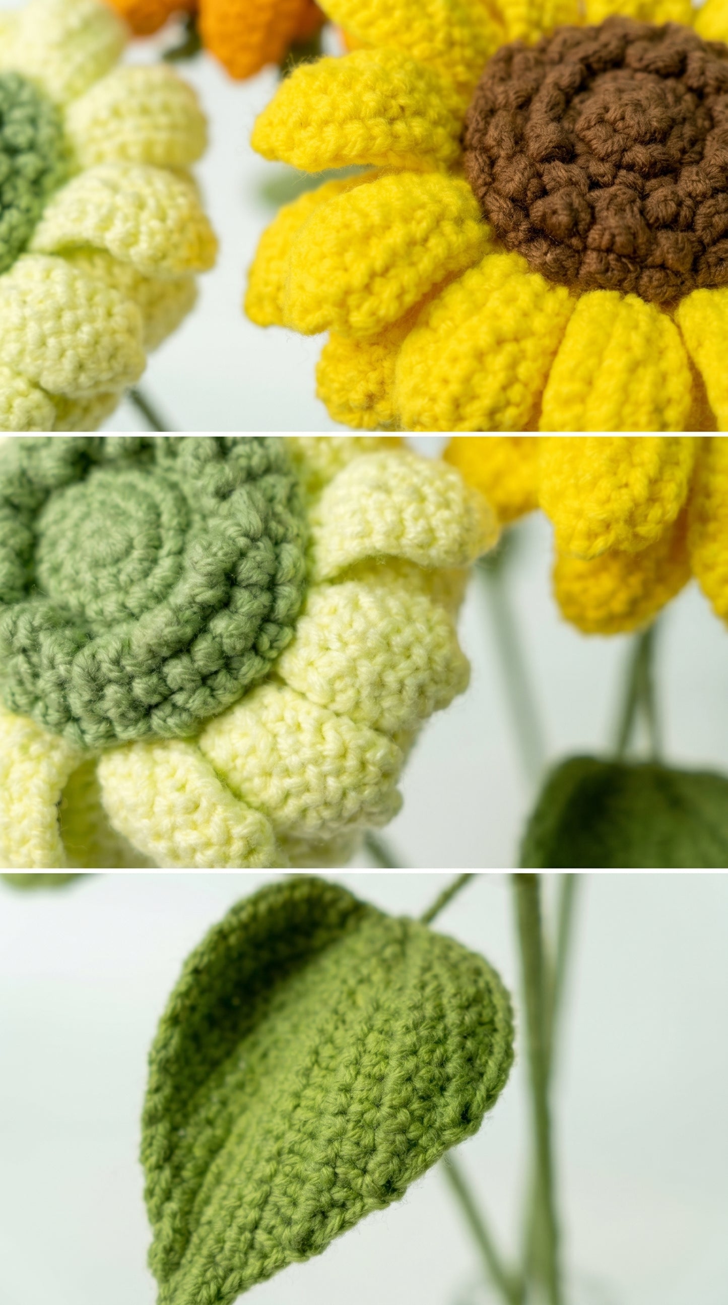Multicolored Sunflower