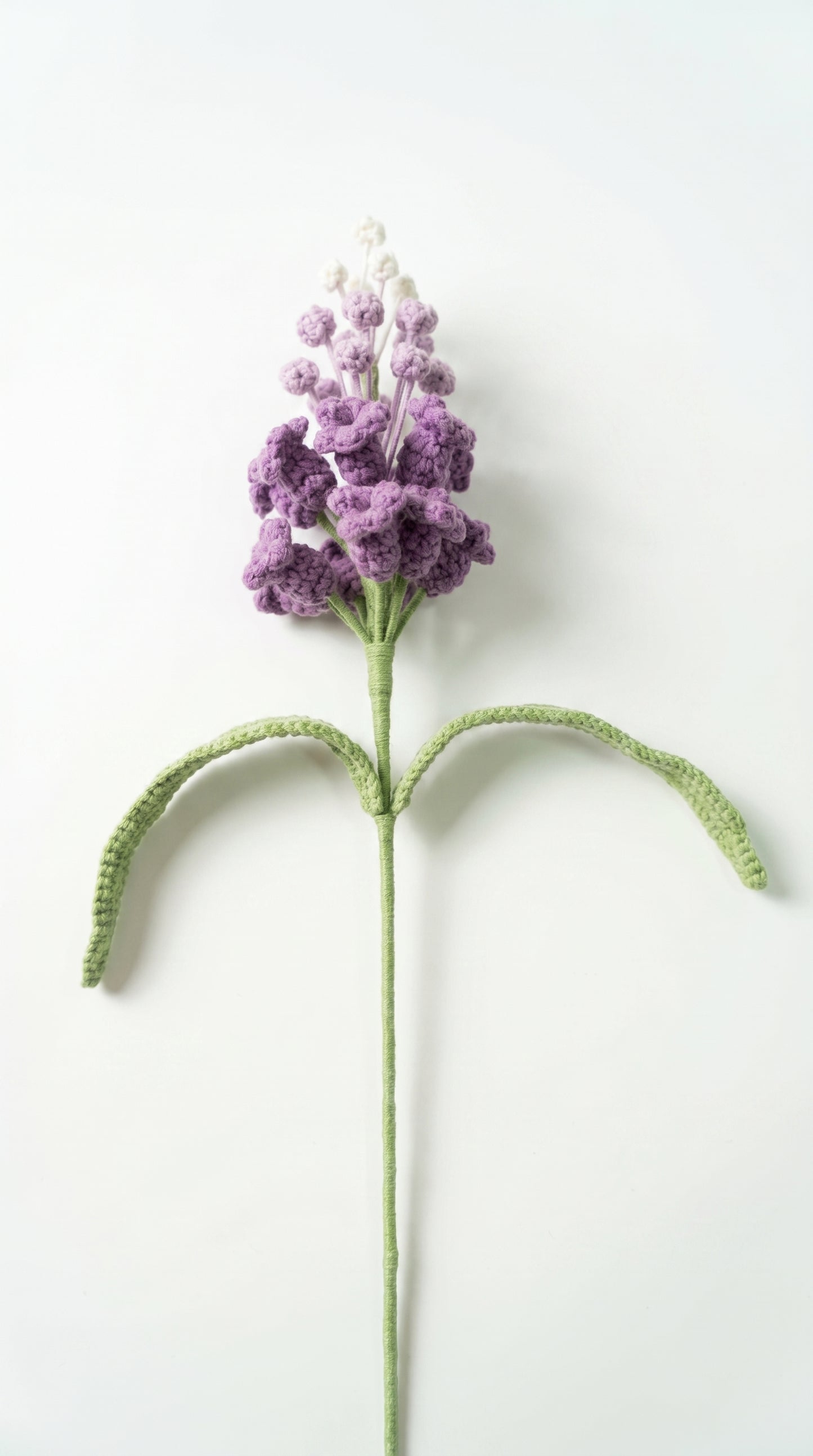Gradient Grape Hyacinth