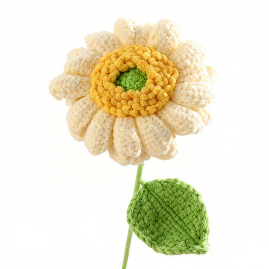 Cream Sunflower