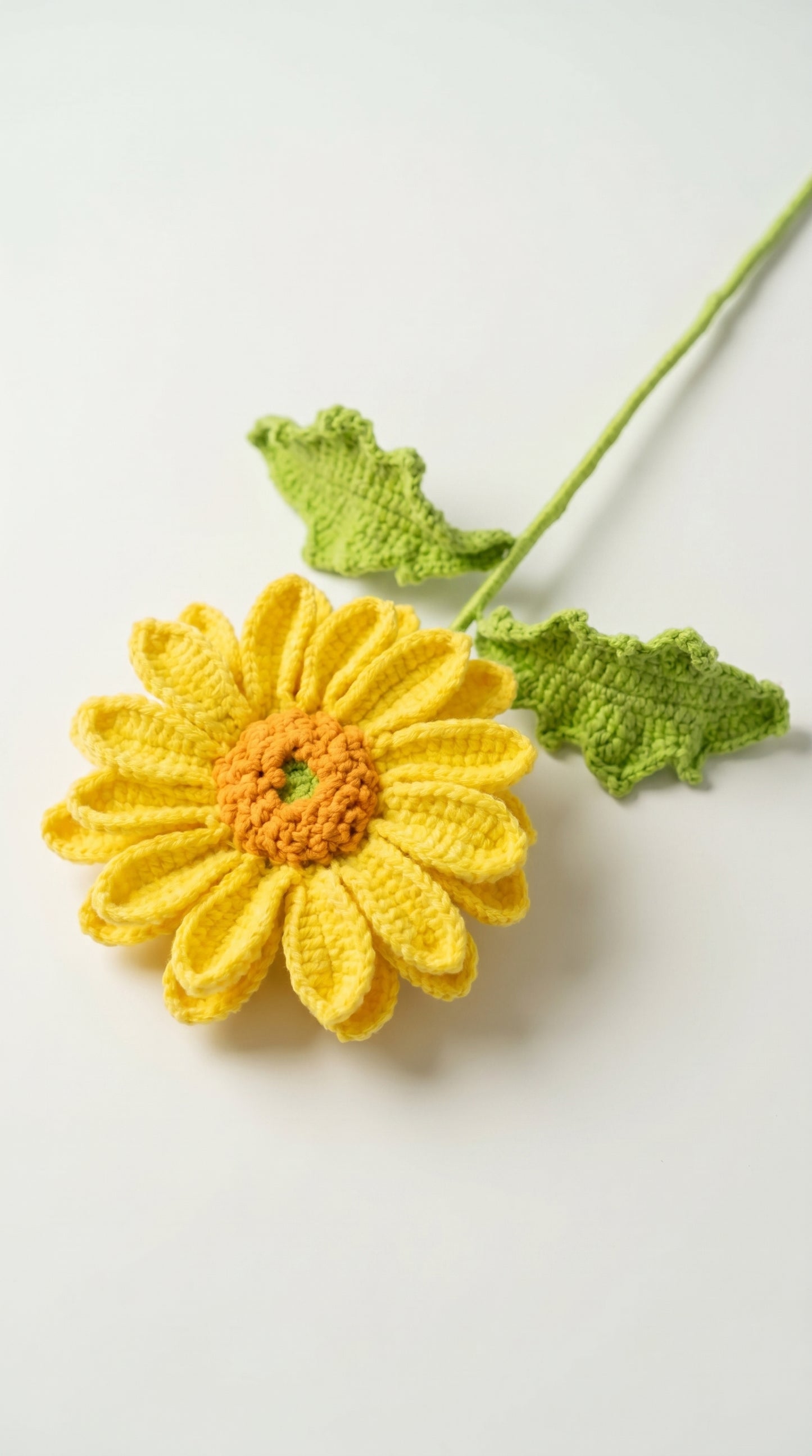 Big Gerbera